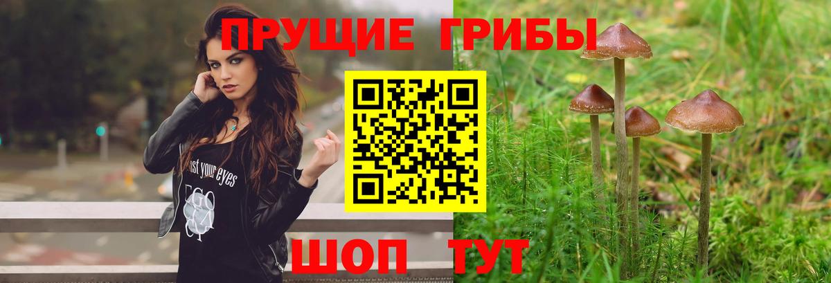Псилоцибиновые грибы прущие грибы  Вход с VPN  сколько стоит  Георгиевск  Галлюциногенные грибы GOLDEN TEACHER 
